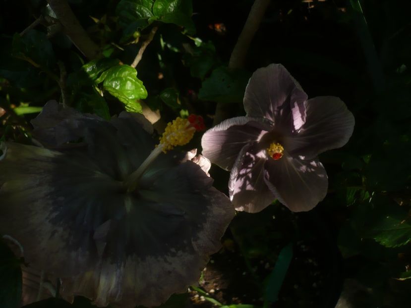 P1490868 - HIBISCUSI 2021-2