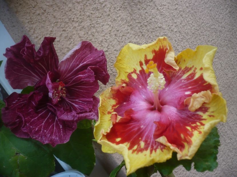 P1490870 - HIBISCUSI 2021-2