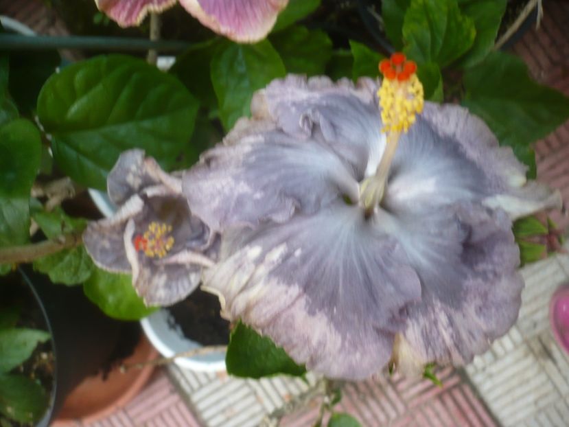 P1490876 - HIBISCUSI 2021-2