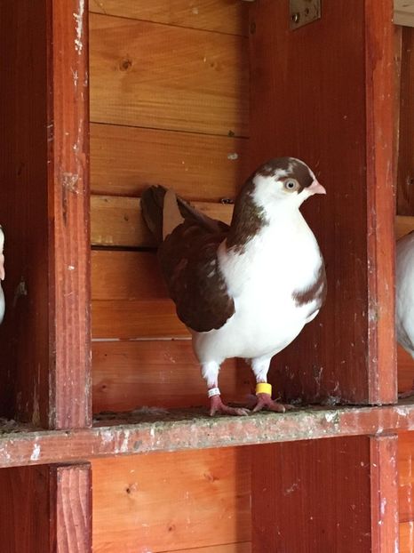 IMG-20210719-WA0004 - Porumbei care mi-au aparținut 2