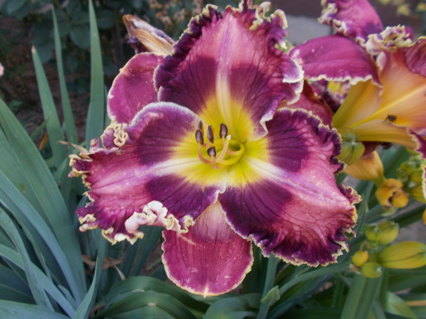 r5,1-silver moon sparkle - HEMEROCALLISI NOI DISPONIBIL IN 2021
