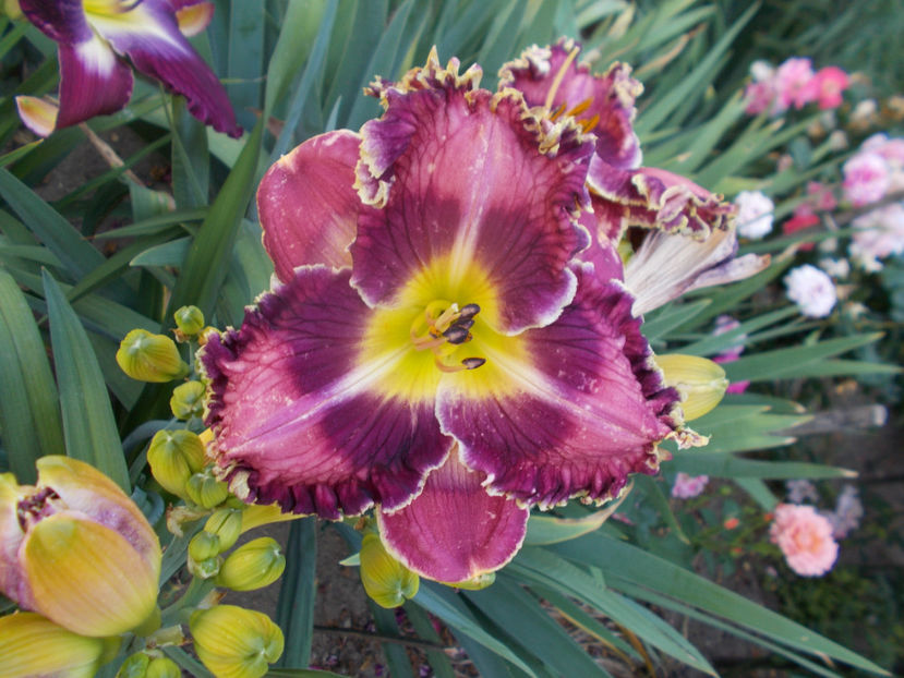 r5,1-silver moon sparkle - HEMEROCALLISI NOI DISPONIBIL IN 2021
