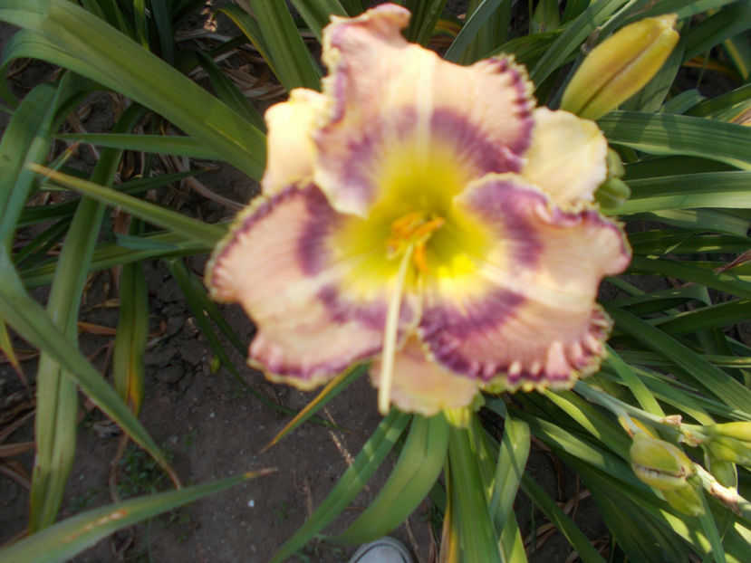 r5,2 - HEMEROCALLISI NOI DISPONIBIL IN 2021