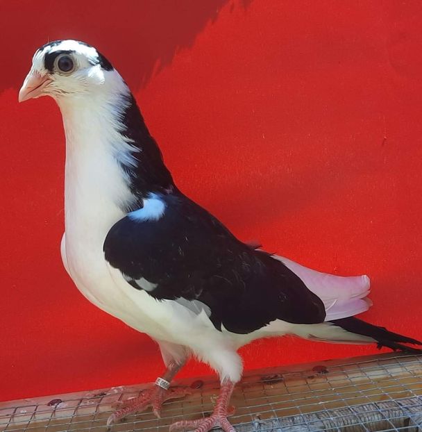  - Porumbei care mi-au aparținut 2