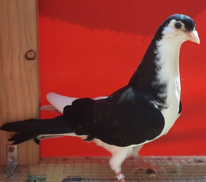  - Porumbei care mi-au aparținut 2