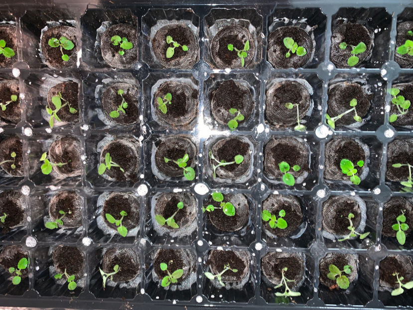 Sera #4 - Gloxinia 2021