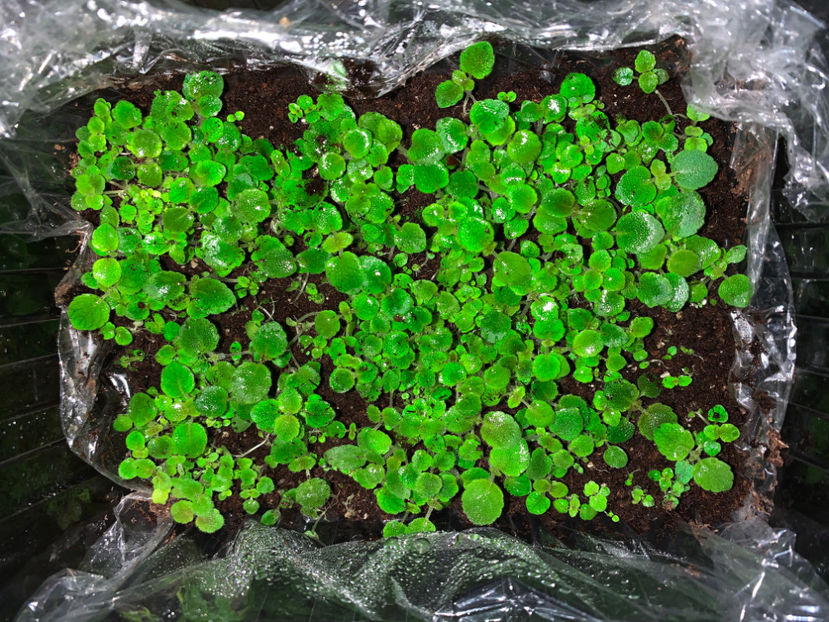 R4 - Gloxinia 2021