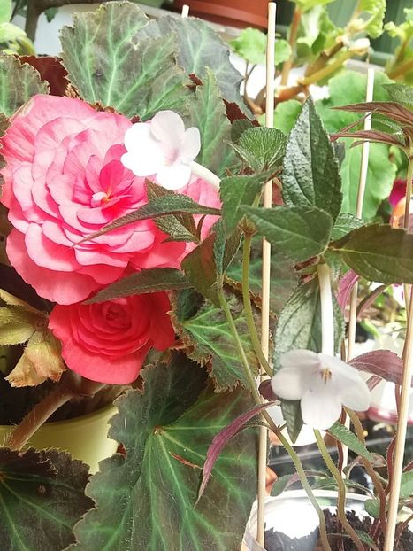  - Achimenes varietati - drumul florilor