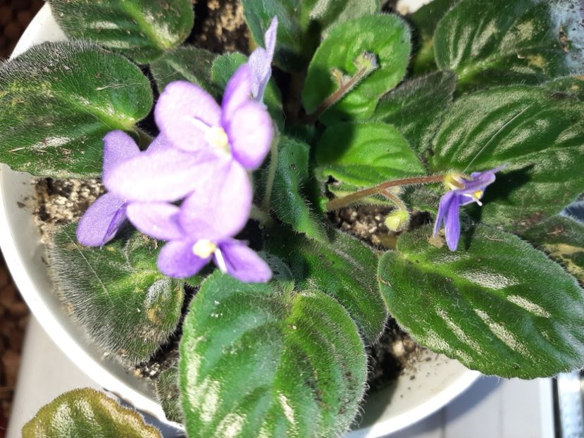  - Florile mele în iulie 2021