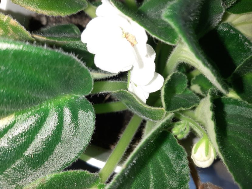  - Florile mele în iulie 2021