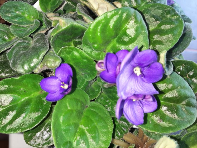  - Florile mele în iulie 2021