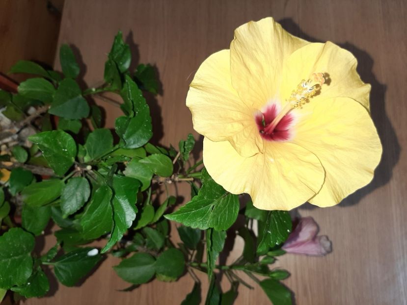  - Florile mele în iulie 2021