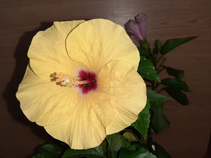  - Florile mele în iulie 2021