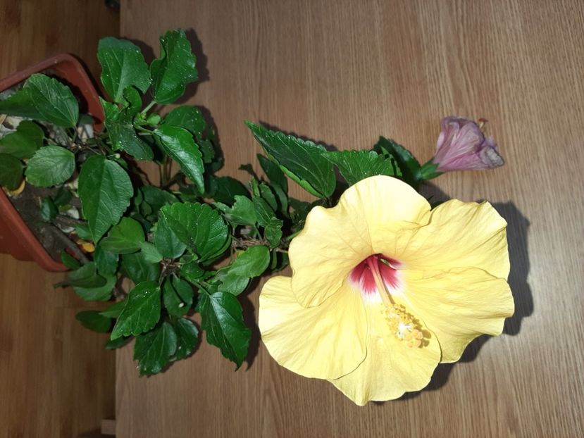  - Florile mele în iulie 2021