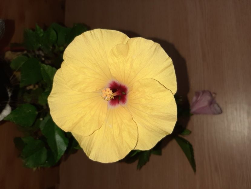  - Florile mele în iulie 2021