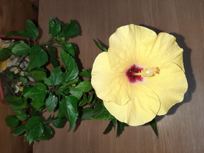  - Florile mele în iulie 2021