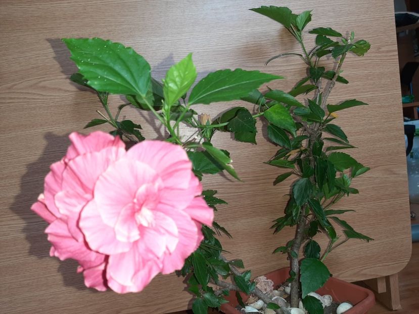  - Florile mele în iulie 2021