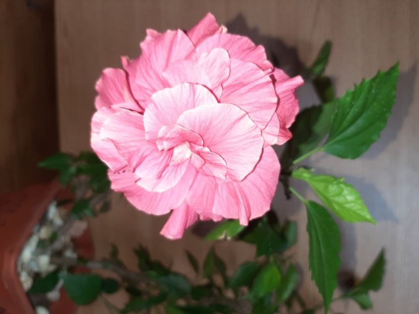  - Florile mele în iulie 2021