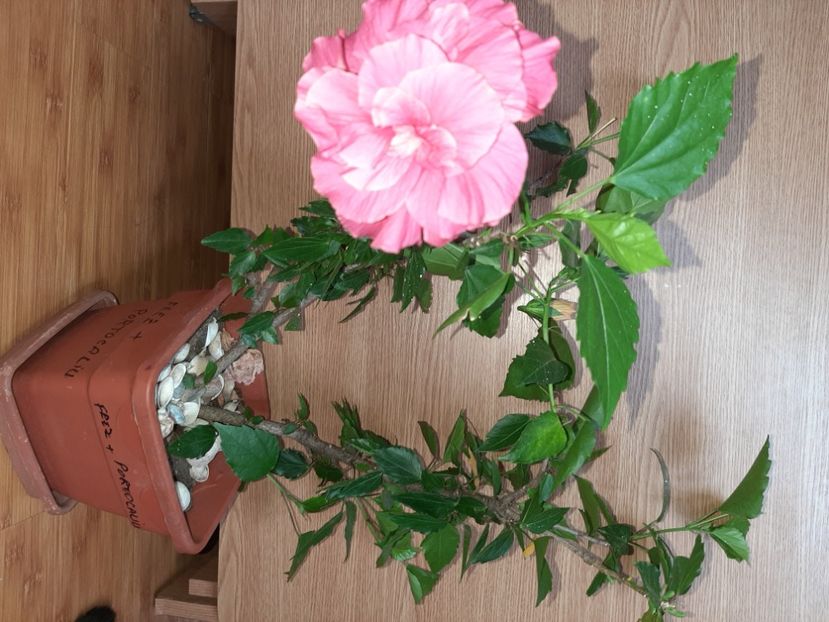  - Florile mele în iulie 2021