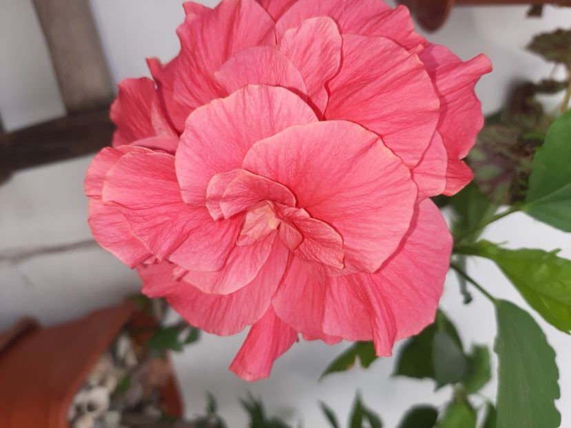  - Florile mele în iulie 2021