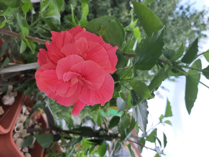  - Florile mele în iulie 2021