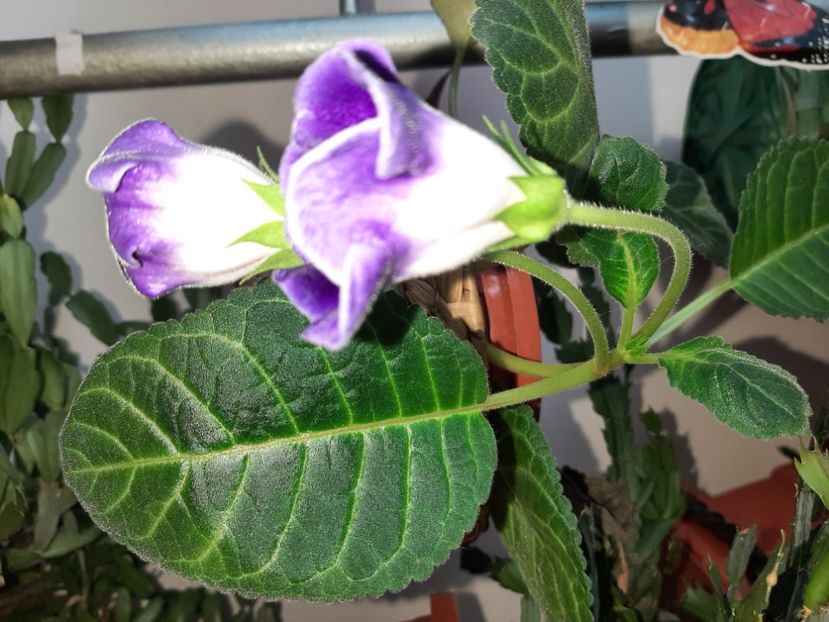  - Florile mele în iulie 2021