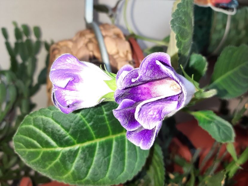  - Florile mele în iulie 2021