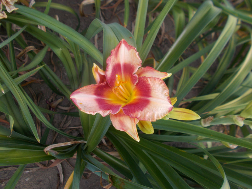 r6,4 -dan mahoney-12 - HEMEROCALLISI NOI DISPONIBIL IN 2021