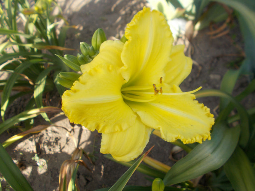 r6,9-hello sunshine-15 - HEMEROCALLISI NOI DISPONIBIL IN 2021
