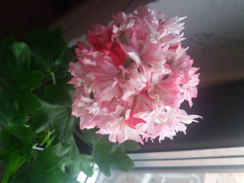  - Florile mele 2021
