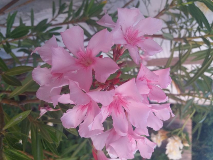  - Florile mele 2021