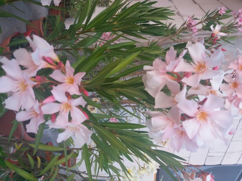  - Florile mele 2021
