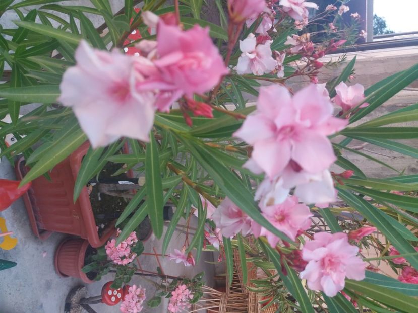  - Florile mele 2021