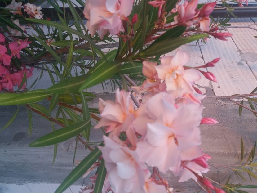  - Florile mele 2021