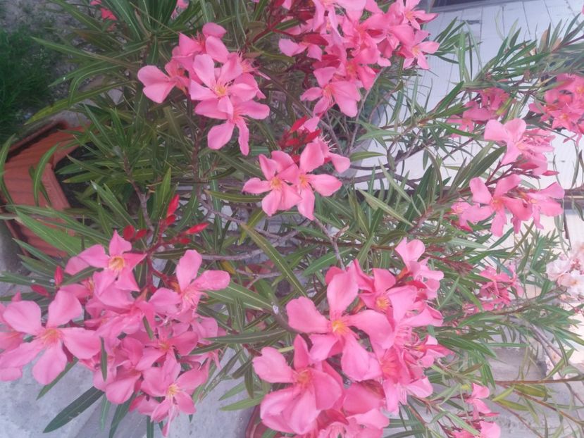  - Florile mele 2021