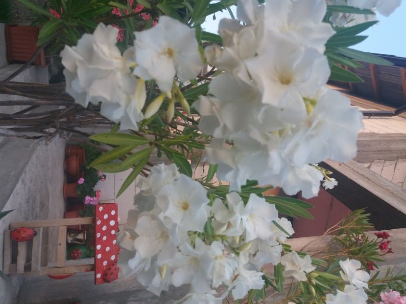  - Florile mele 2021