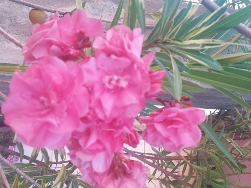  - Florile mele 2021