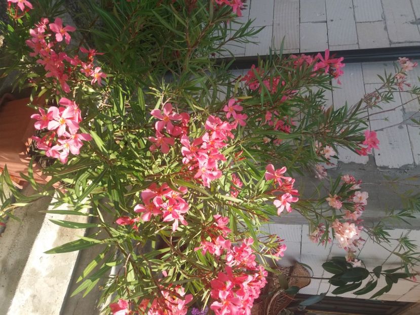  - Florile mele 2021