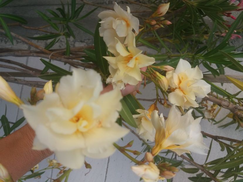  - Florile mele 2021