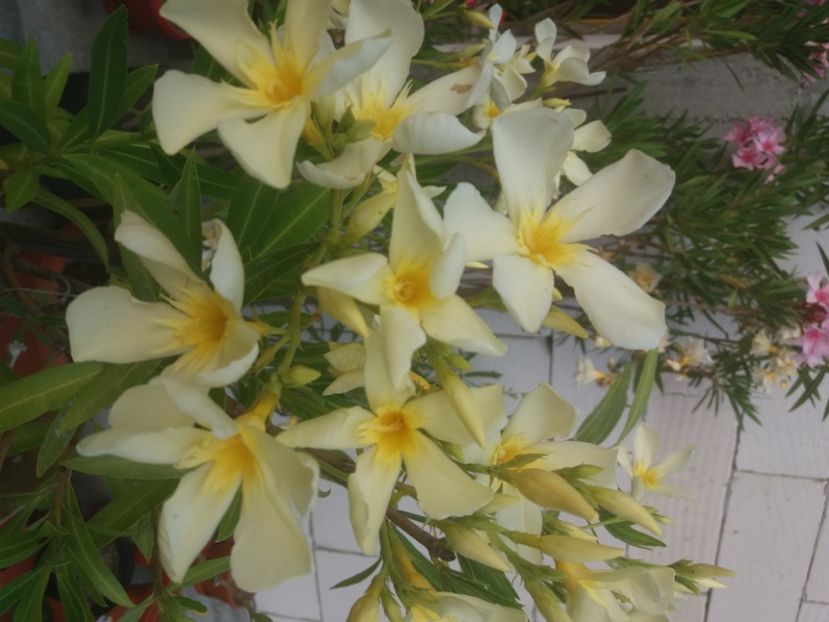  - Florile mele 2021