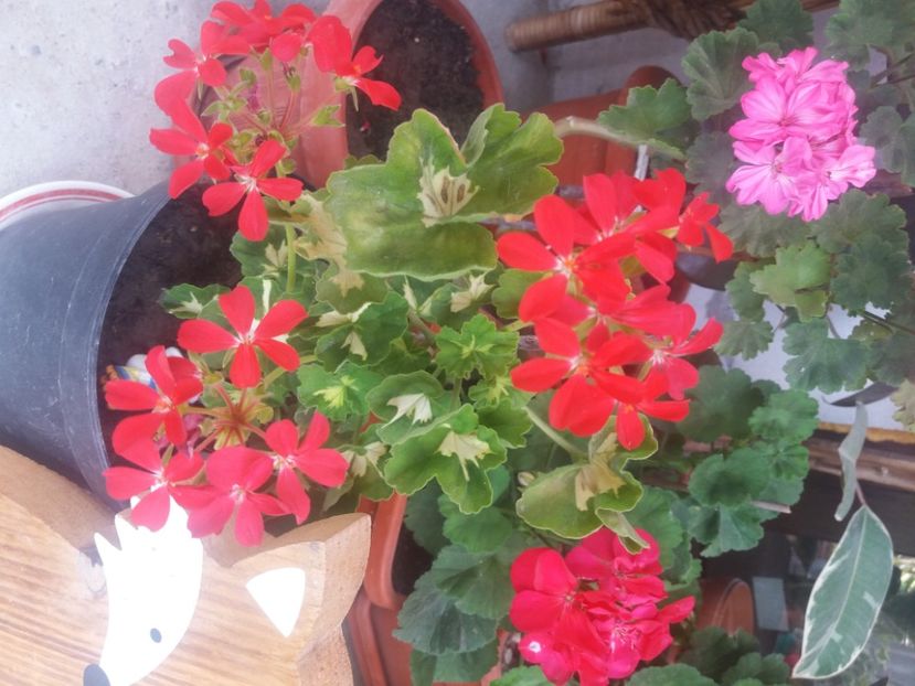  - Florile mele 2021