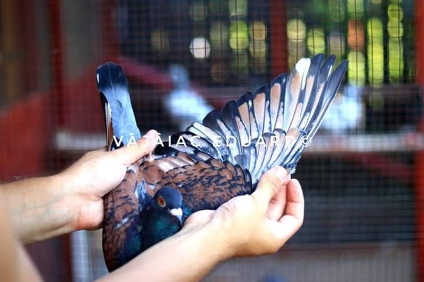  - NU IMI APARTIN ALBUM NR 2