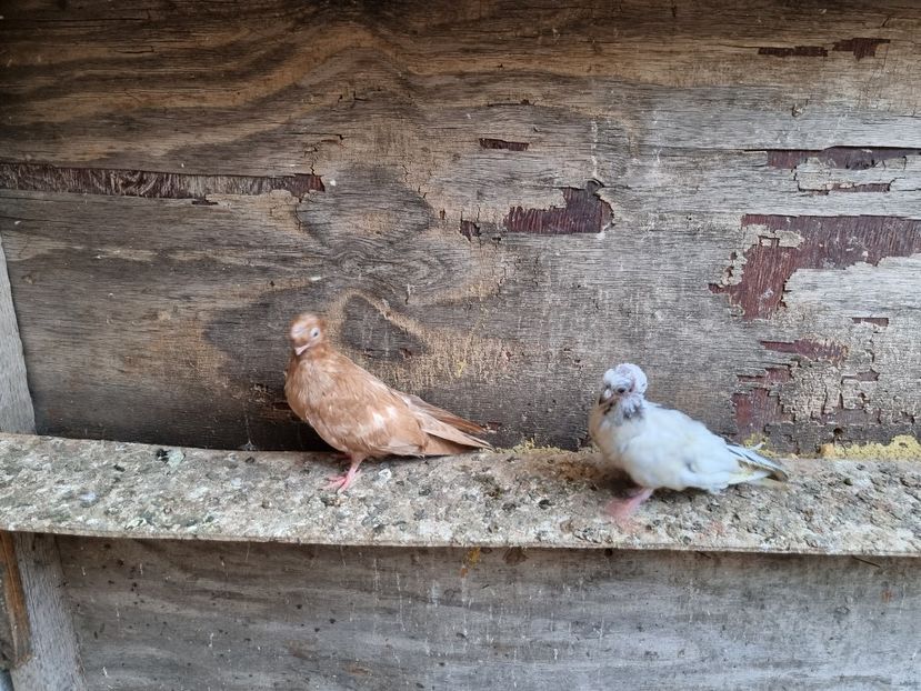  - 8-Jucatorii de Ardeal vechi