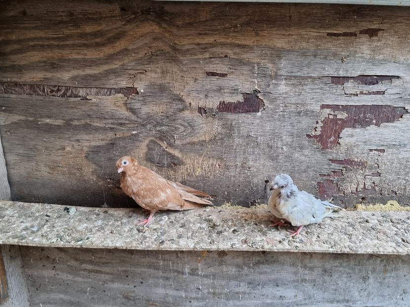  - 8-Jucatorii de Ardeal vechi