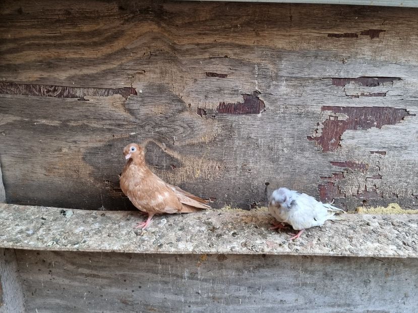  - 8-Jucatorii de Ardeal vechi