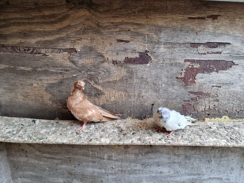  - 8-Jucatorii de Ardeal vechi