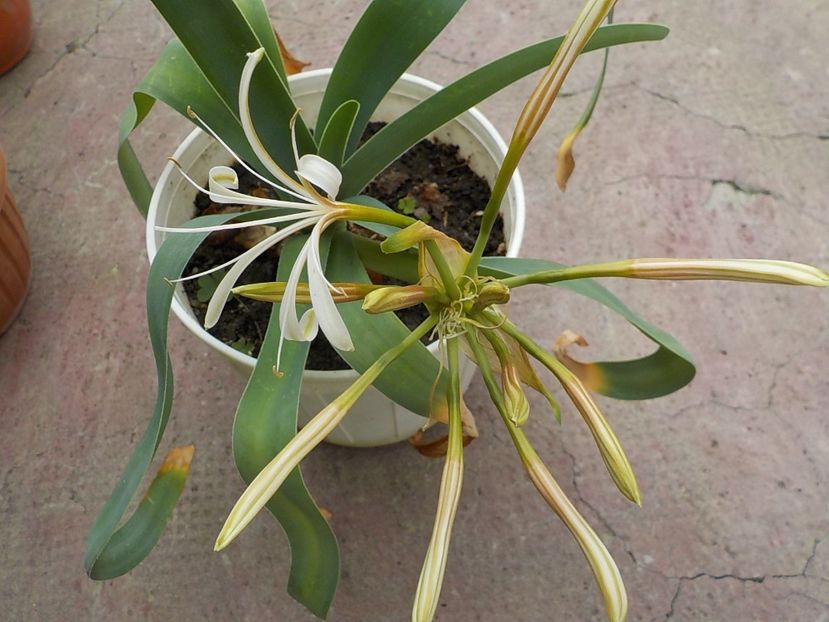  - ammocharis-coranica