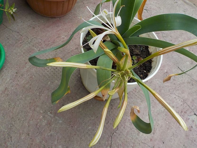  - ammocharis-coranica