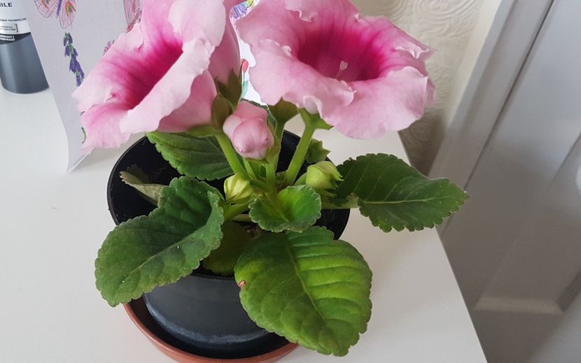 Aceeasi cu bobocei  - Florile mele din Anglia