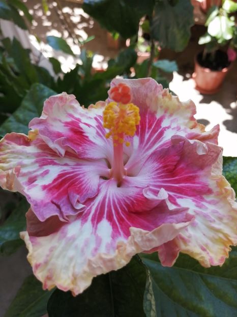 Asia Rosette Nebula - Colecția mea de hibiscusi